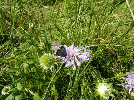 Motýli na chrastavci - Nikdy se mi nepodaří vyfotit tyto motýlky s roztaženými křídly, jakmile usednou na květ, hned je splácnou k sobě