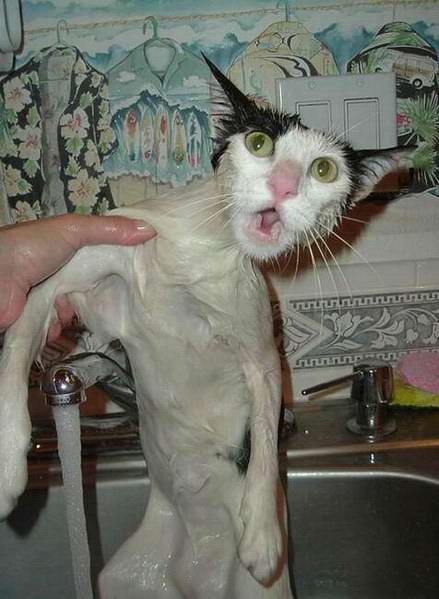 obrázek mokré kočičky lesbičky popruh na dildo