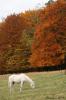 Obecně nemám ráda podzim - ale pak se stačí podívat na ty barvy a hned je to zase jinak :o) - Pole, Jablečno - říjen 2009